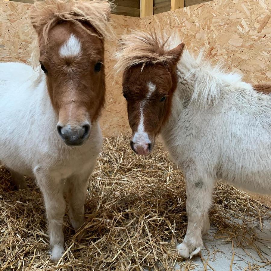 Delny Glamping And Farm Animals Hotell Invergordon Eksteriør bilde