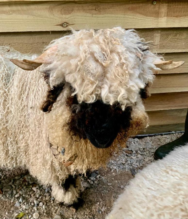 Delny Glamping And Farm Animals Hotell Invergordon Eksteriør bilde