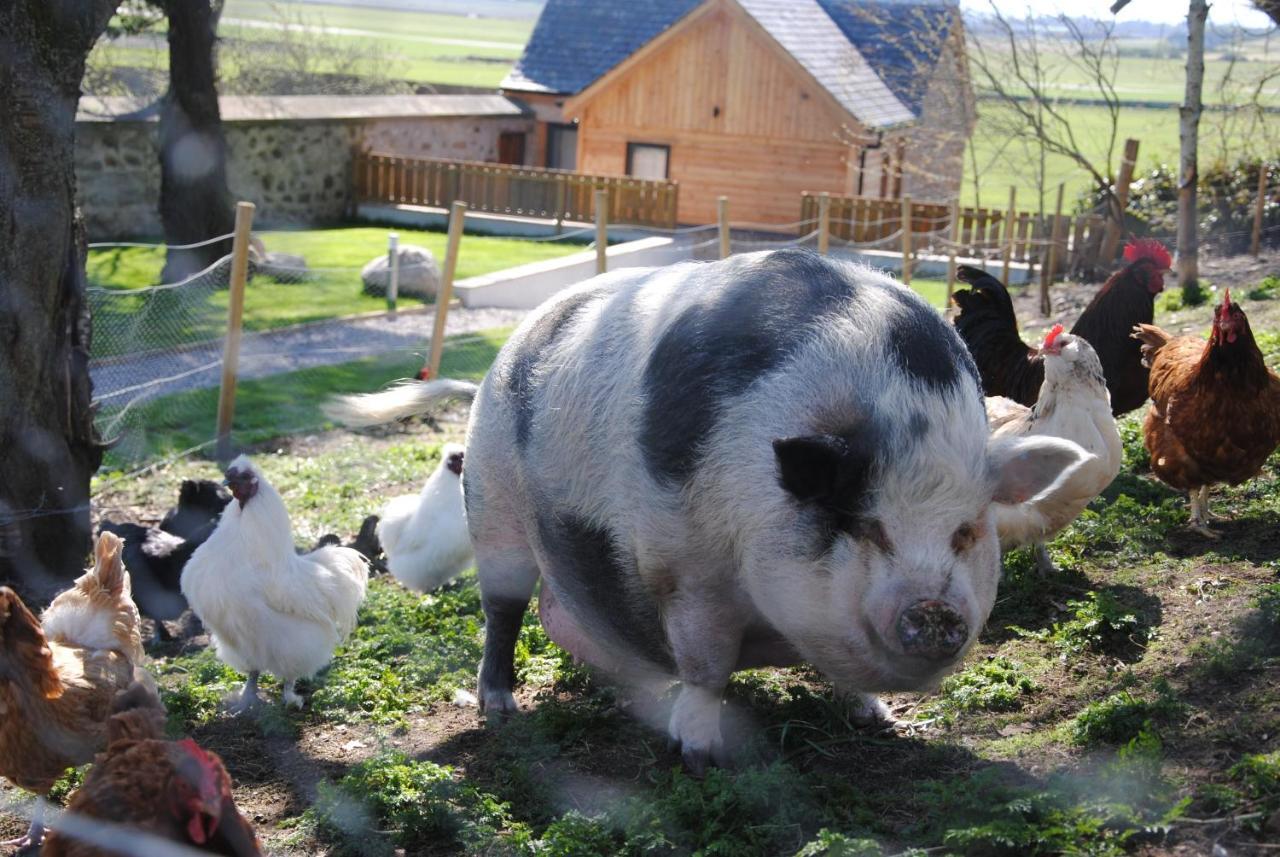 Delny Glamping And Farm Animals Hotell Invergordon Eksteriør bilde