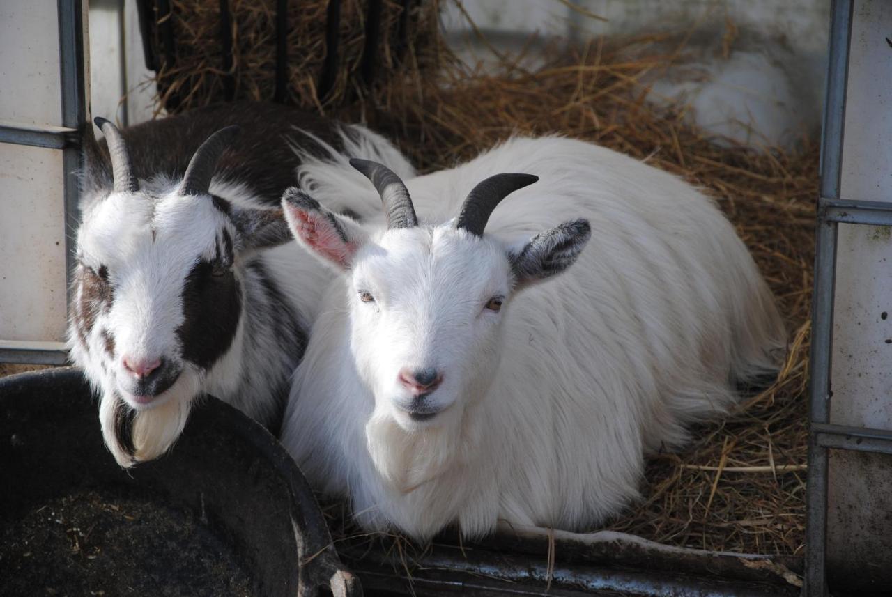 Delny Glamping And Farm Animals Hotell Invergordon Eksteriør bilde