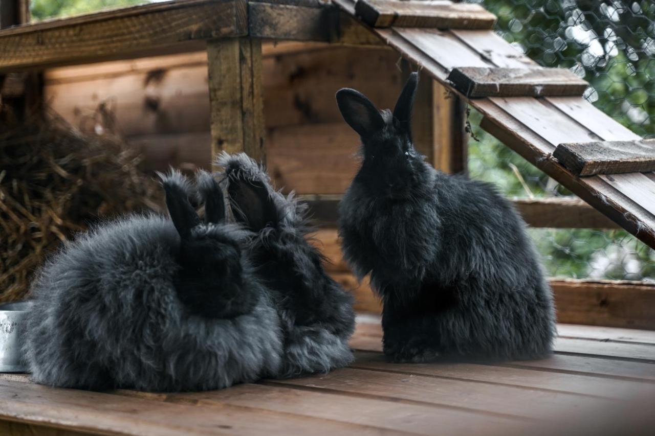 Delny Glamping And Farm Animals Hotell Invergordon Eksteriør bilde