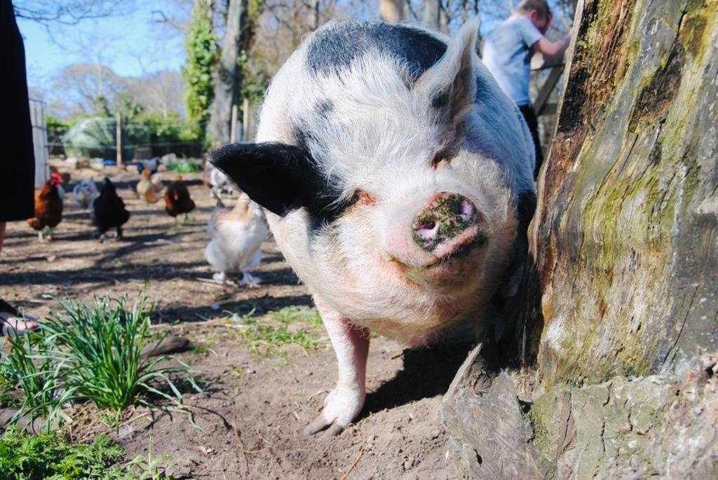 Delny Glamping And Farm Animals Hotell Invergordon Eksteriør bilde