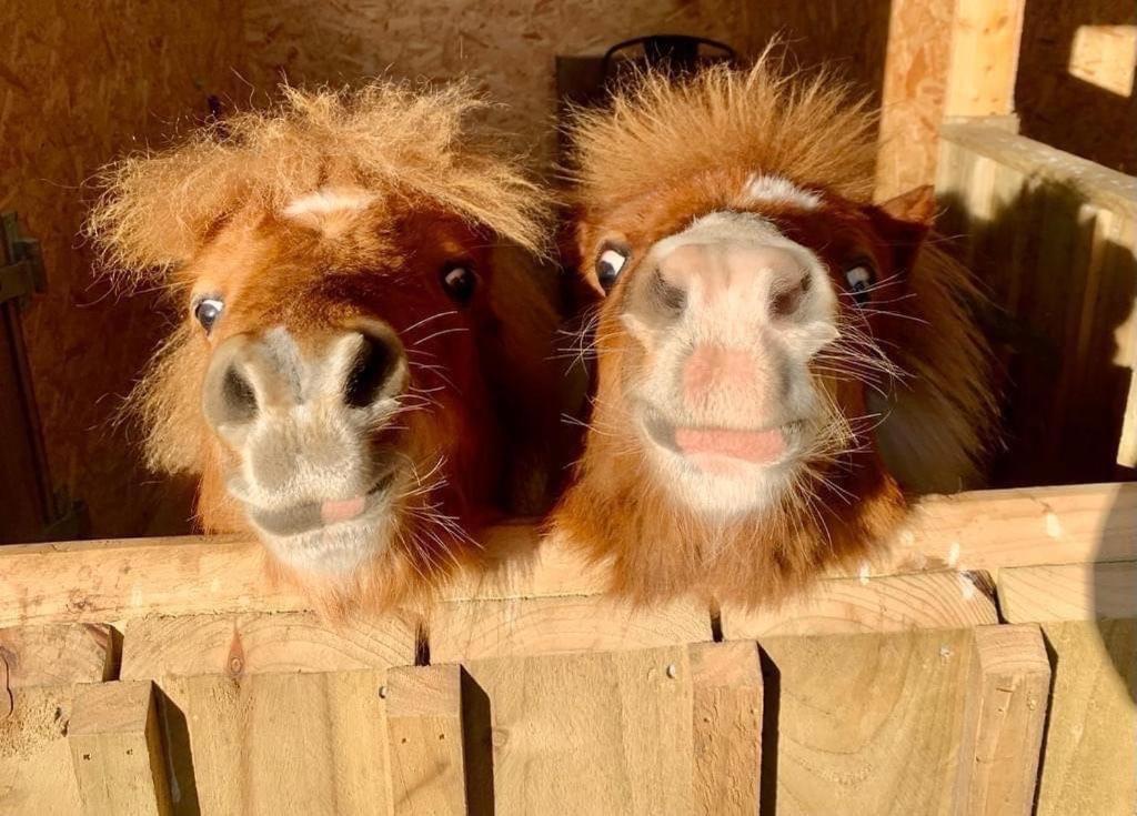 Delny Glamping And Farm Animals Hotell Invergordon Eksteriør bilde